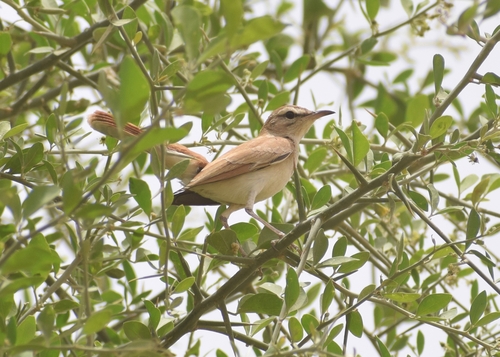 Rufous-tailed Scrub-Robin