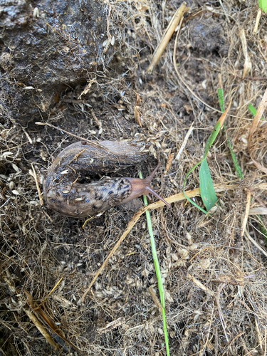 Limax maximus