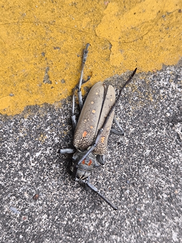 Mango Stem Borer