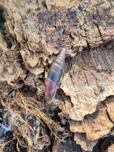 Cochlodina laminata