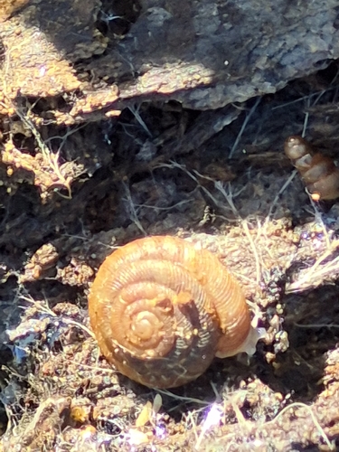 Gonyodiscus rotundatus