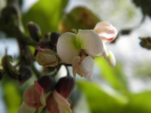 Jamaican dogwood