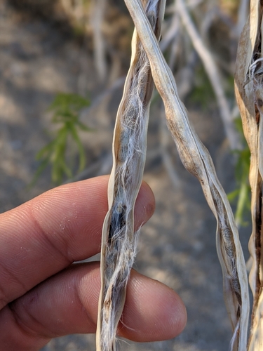 Desert Willow - 'Bubba' fruiting