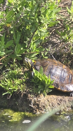 Trachemys scripta