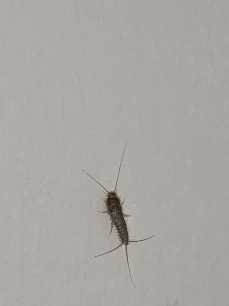 Longtailed Silverfish from San Lorenzo, Córdoba, Córdoba, AR on