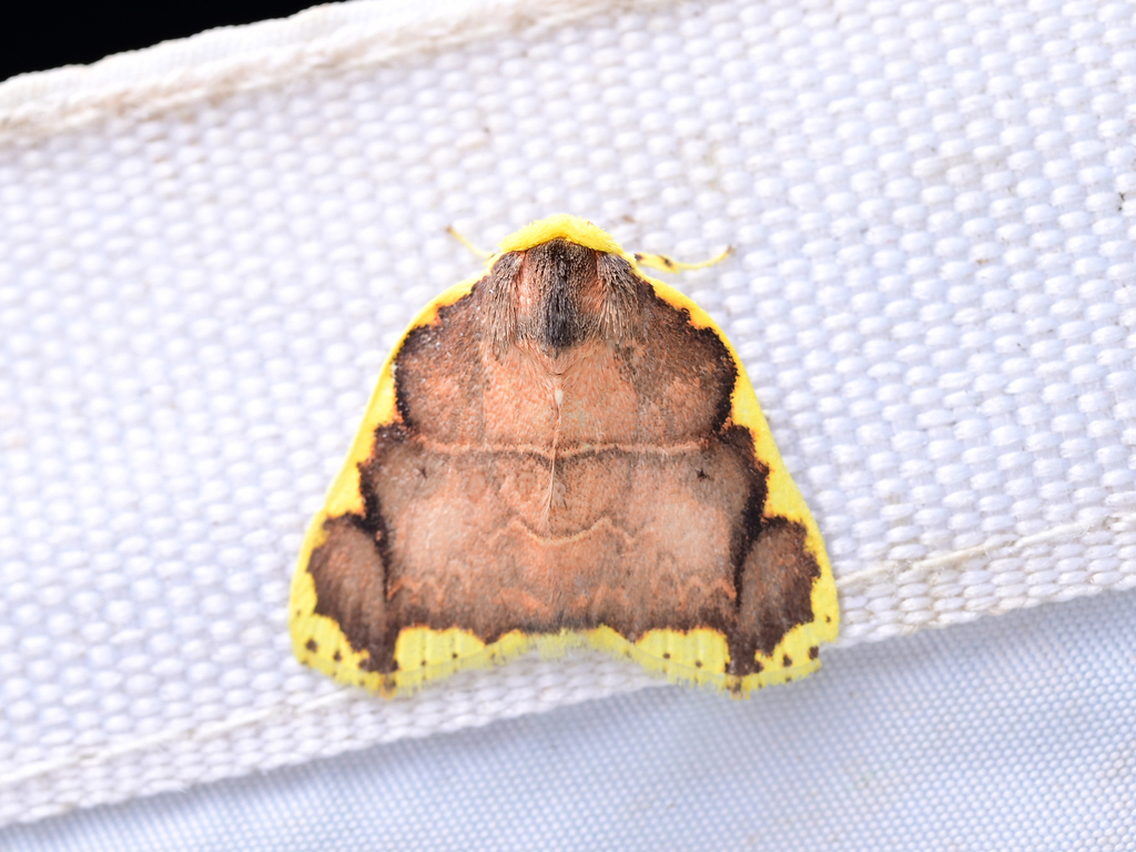 Chandica quadripennis from 中国云南省西双版纳傣族自治州勐腊县 on March 11, 2026 at 08:32 ...