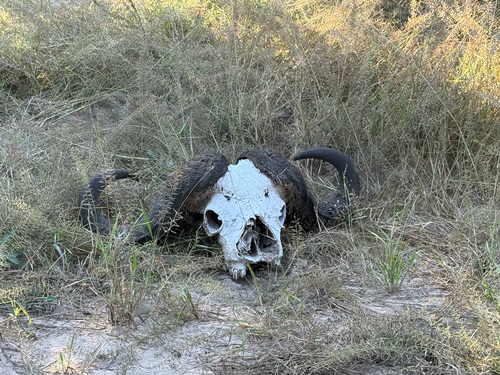 Cape Buffalo