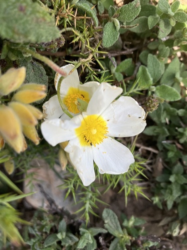 Avistamiento Cistus salviifolius