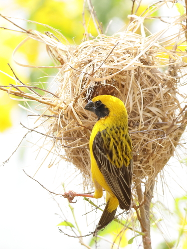 Asian Golden Weaver
