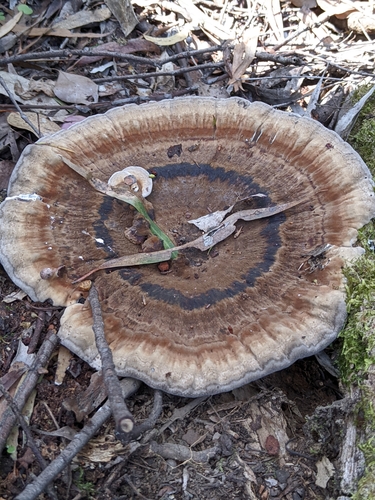 red-staining stalked polypore