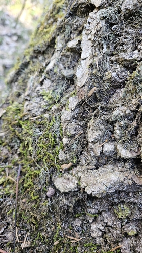 Siberian Flying Squirrel