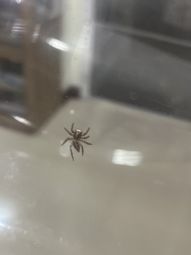 Pantropical Jumping Spider