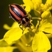 Broad-striped Lady Beetle - Photo (c) naturecandids, all rights reserved, uploaded by naturecandids