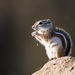 Texas Antelope Squirrel - Photo (c) Lee Hoy, all rights reserved
