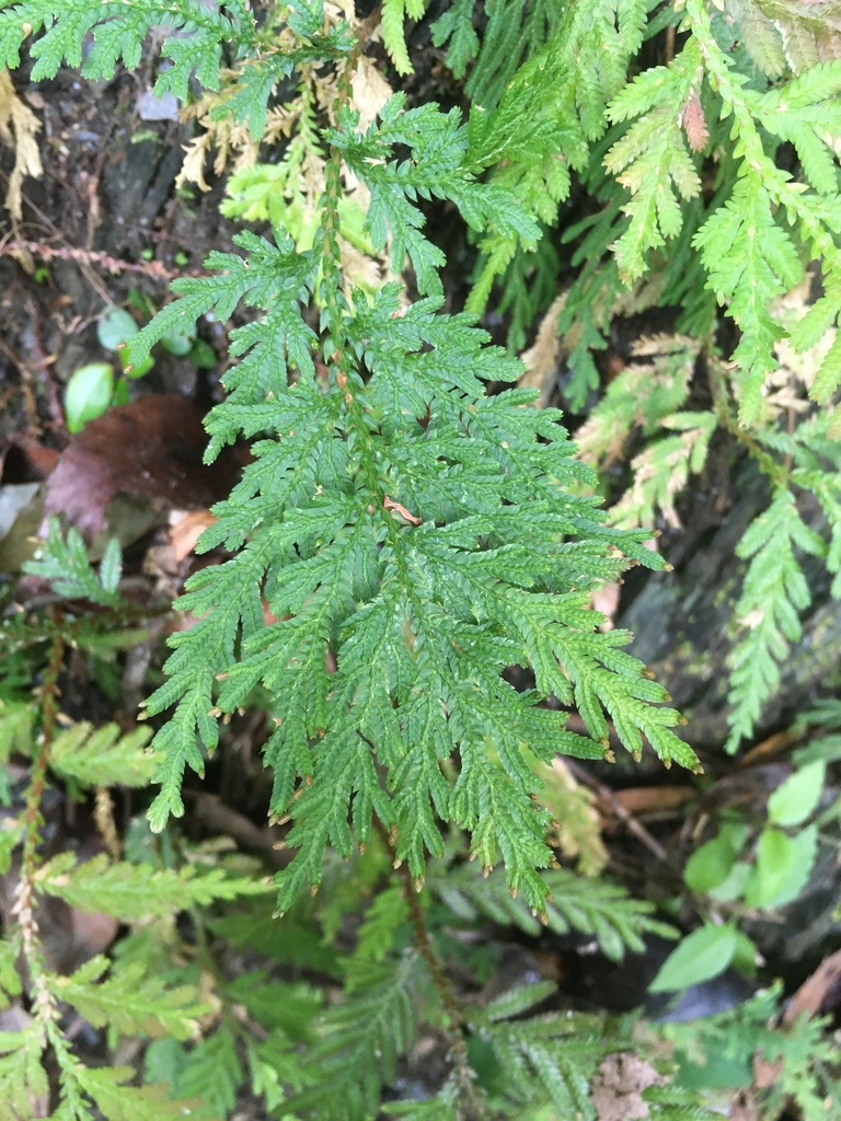 Selaginella moellendorffii in March 2020 by vincent_lin · iNaturalist