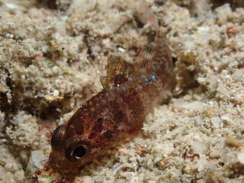 Weedy Cardinalfish — seen at this dive site