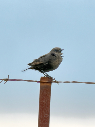 Southern Anteater-Chat