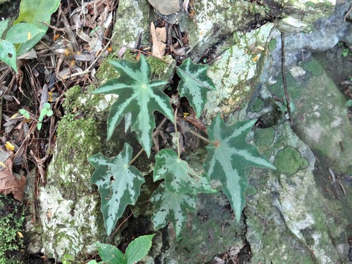 Star Begonia