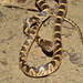 Ashmead's Banded Cat-eyed Snake - Photo (c) Esteban Alzate Basto, all rights reserved, uploaded by Esteban Alzate Basto