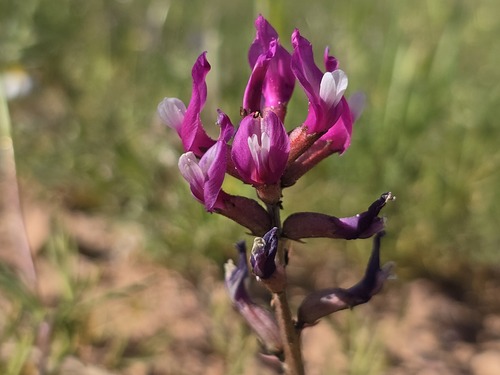Astragalus angulosus