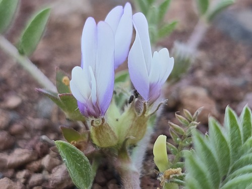 Astragalus tribuloides
