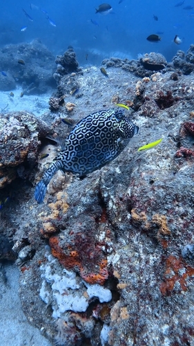 Acanthostracion polygonium