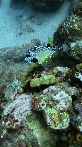 Lactophrys triqueter