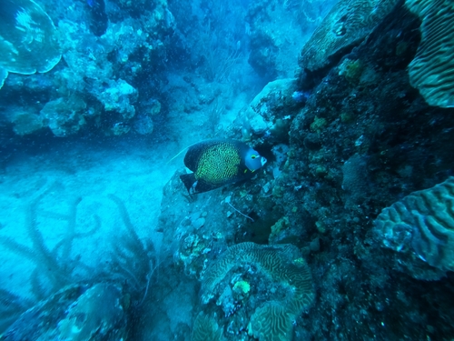 Pomacanthus paru