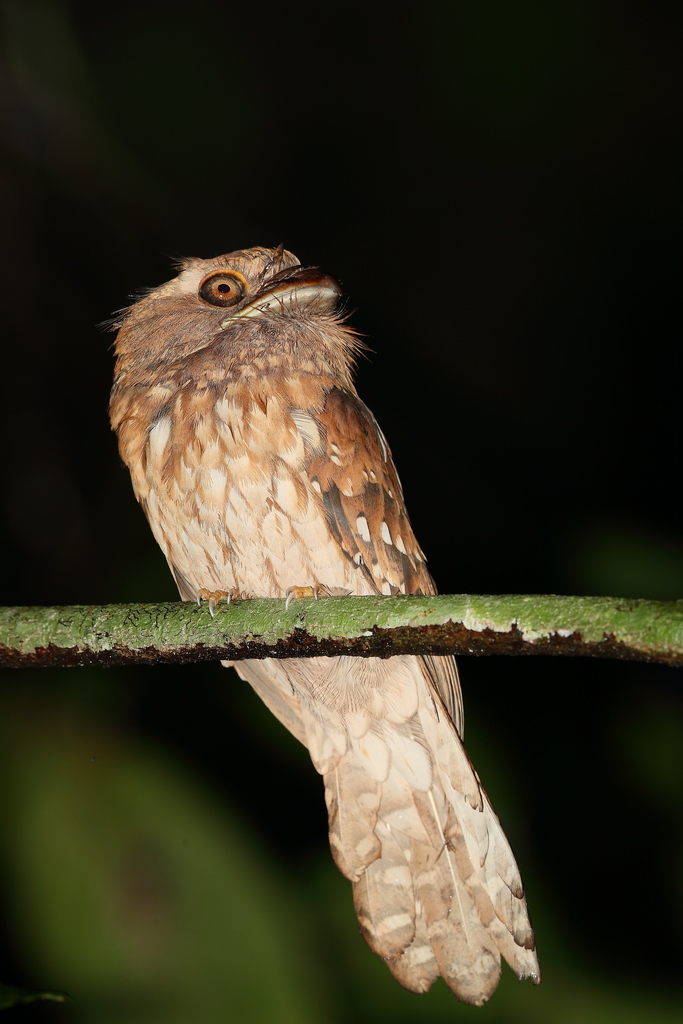 Gould's Frogmouth photo