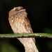 Gould's Frogmouth - Photo (c) Carlos N. G. Bocos, all rights reserved, uploaded by Carlos N. G. Bocos