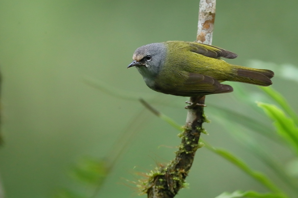 Javan White-eye (Zosterops flavus) photo