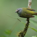 Heleia javanica - Photo 由 Carlos N. G. Bocos 所上傳的 (c) Carlos N. G. Bocos，保留所有權利