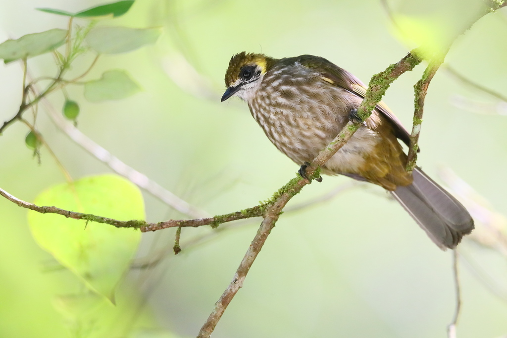 Spot-necked Bulbul photo