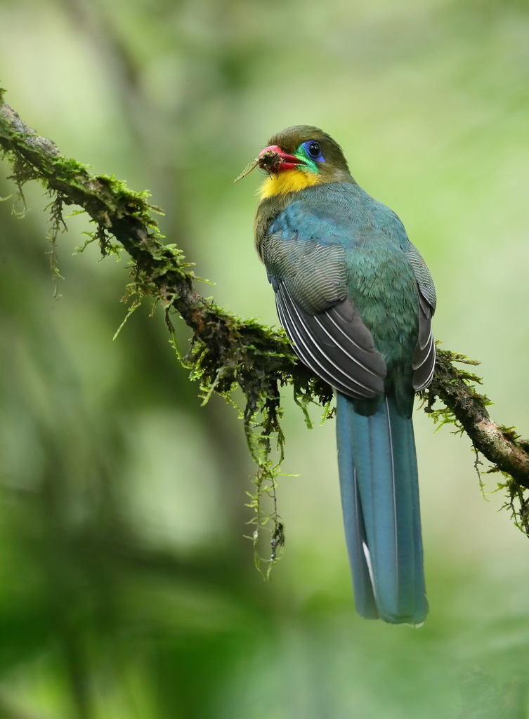 Javan Trogon (Apalharpactes reinwardtii) photo