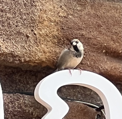 House Sparrow