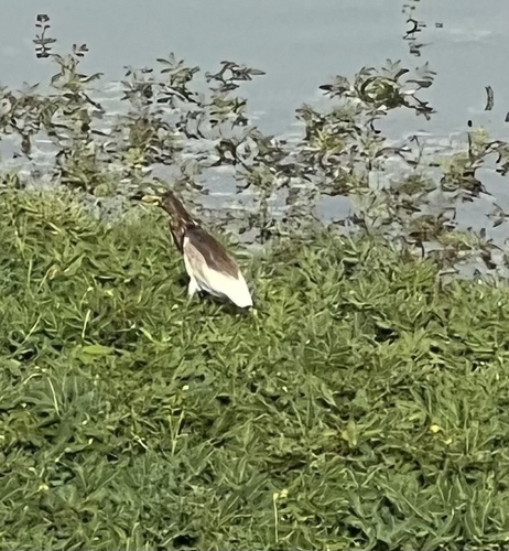 Chinese Pond-Heron