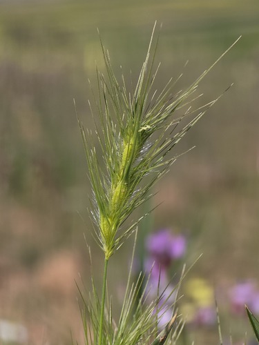 Heteranthelium piliferum