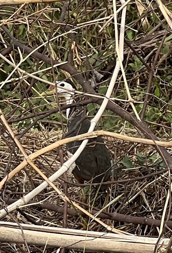 White-breasted Waterhen