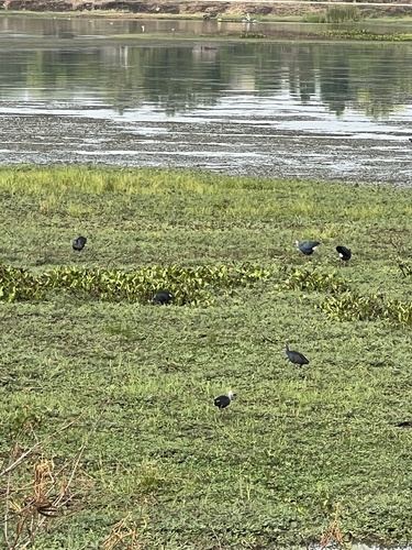 Gray-headed Swamphen