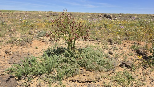 Rheum palaestinum