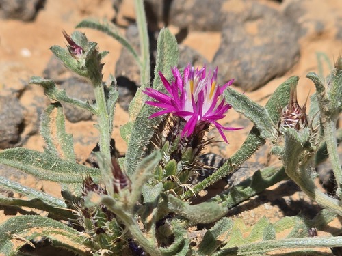Centaurea ammocyanus