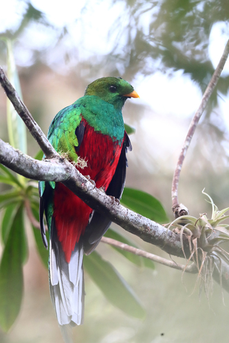 Pharomachrus fulgidus (Gould, 1838)