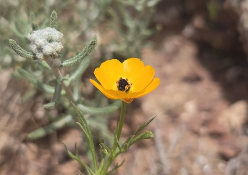 Adonis dentata