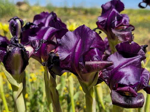Iris swensoniana