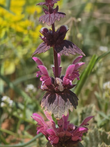 Lamium orientale
