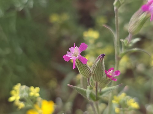 multinerved catchfly