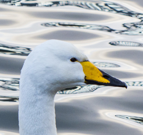 Whooper Swan