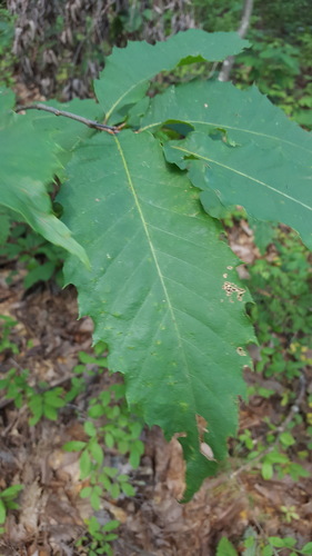 Common Native Trees of Virginia, djwilliamson · iNaturalist