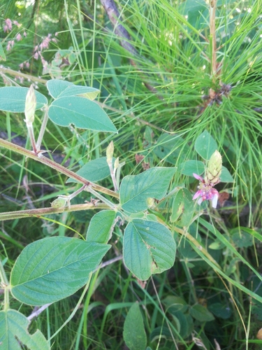 Greenleaf Ticktrefoil
