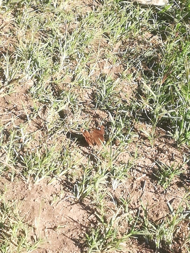 Spotted Brown Pansy